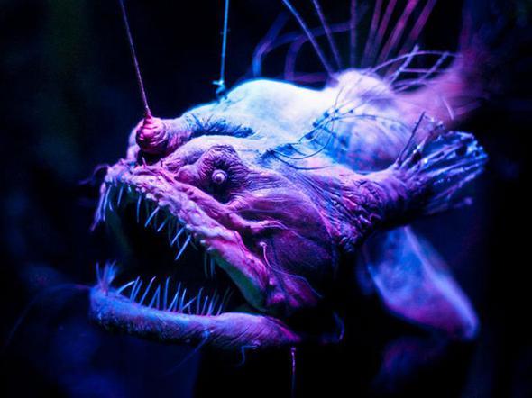 Fenersiler isimli bu su canls da buna iyi bir rnek... ounlukla denizin okyanusun dibinde yaarlar ve hi gne  grmezler!