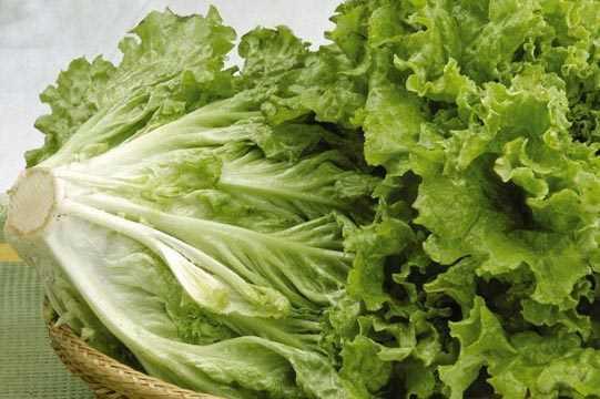 Bakteriler, marulun rk ksmlarna saklanarak ykandktan sonra dahi hayatta kalabilirler.