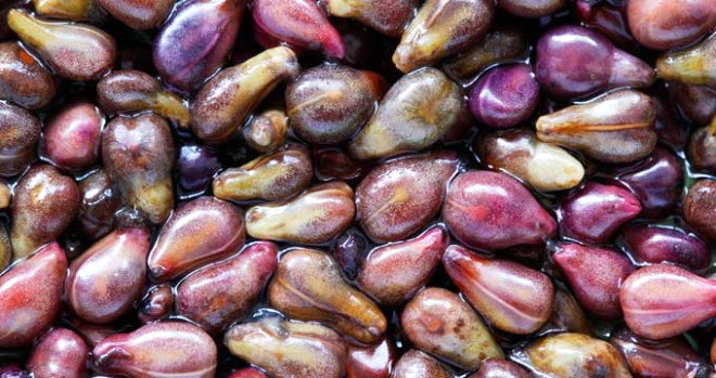 zm ekirdei, modern tpta sklkla kullanlyor. lk olarak Japon geleneksel tbbnda kullanld. erisinde ok gl antioksidanlar var. Vitamin E''den 20 kat, vitamin C''den 50 kat daha gl. Asmann kknde, zm ekirdei, sap ve kabuunda kolesterol drc resveratrol maddesi var.