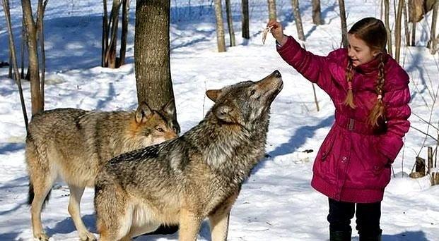 4. Kurtlar beki olarak kullanlmaz. nk kurtlar doas gerei yabanc bir varla havlamaktan, saldrmaktan ok ondan kap saklanmay tercih eder.