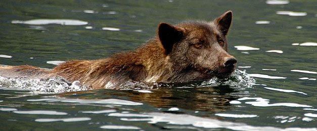 12. Kurtlar penelerinin arasndaki perdeler sayesinde 10 kilometreden fazla mesafeyi yzebilir.