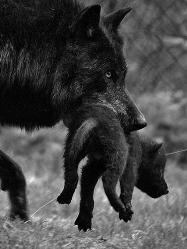 6. Kurtlarn gebelii yaklak 65 gn srer, doan yavrular gzleri ve kulaklar kapal halde yaklak 450 gram arlkta dnyaya gelir.