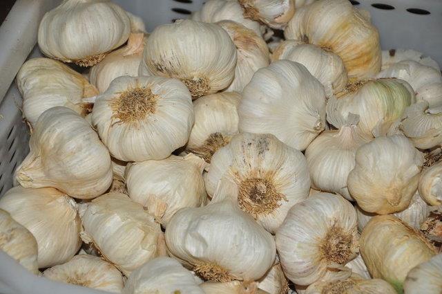 zellikle i tketildiinde ieriindeki slfrl bileikler sayesinde baklk sistemini glendiren, kansere kar koruyan sarmsak hcre onarmn kolaylatryor ayrca helikobakter pilori gibi baz bakterilerin oalmasn nlyor. Ancak ar tketimi vcutta kanamalara yol aabiliyor.