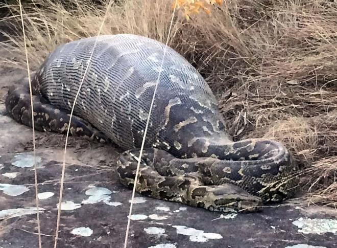 GNEY AFRKA'da bulunan Eland Gl Vahi Yaam Koruma Merkezi'nden yaplan aklamada kirpinin oklarnn ylann sindirim sistemine takld belirtildi. Hareketsiz duran ylann yanna yaklalnca ld anlald. Ksa br sre nce dev bir cismi yuttuu aka belli olan ylann karn ald. Manzara ise korkuntu. Ylann 14 kiloluk koca kirpiyi yemesi kameralara byle yansd. te vahi yaamdan o kareler.