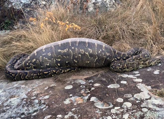 GNEY AFRKA'da bulunan Eland Gl Vahi Yaam Koruma Merkezi'nden yaplan aklamada kirpinin oklarnn ylann sindirim sistemine takld belirtildi. Hareketsiz duran ylann yanna yaklalnca ld anlald. Ksa br sre nce dev bir cismi yuttuu aka belli olan ylann karn ald. Manzara ise korkuntu. Ylann 14 kiloluk koca kirpiyi yemesi kameralara byle yansd. te vahi yaamdan o kareler.