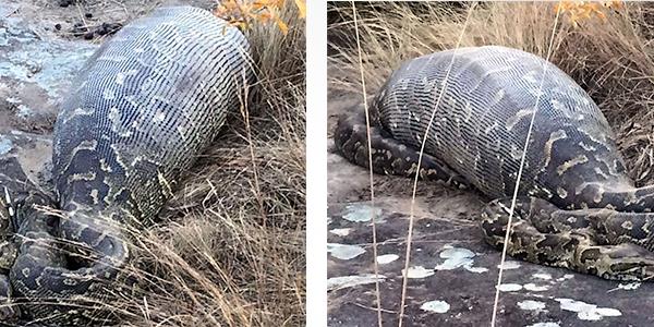 GNEY AFRKA'da bulunan Eland Gl Vahi Yaam Koruma Merkezi'nden yaplan aklamada kirpinin oklarnn ylann sindirim sistemine takld belirtildi. Hareketsiz duran ylann yanna yaklalnca ld anlald. Ksa br sre nce dev bir cismi yuttuu aka belli olan ylann karn ald. Manzara ise korkuntu. Ylann 14 kiloluk koca kirpiyi yemesi kameralara byle yansd. te vahi yaamdan o kareler.