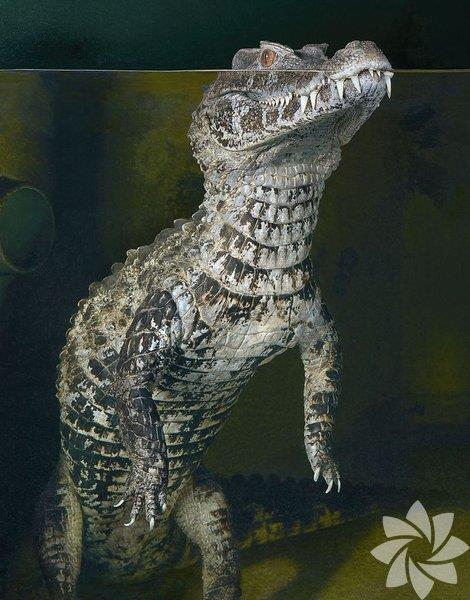 Smooth Fronted Caiman