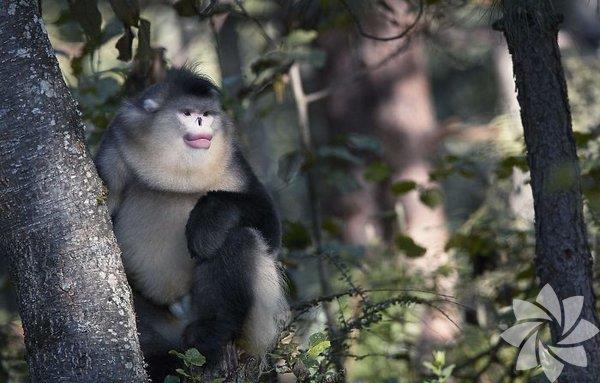 Yunnan imdik Burunlu Maymunu