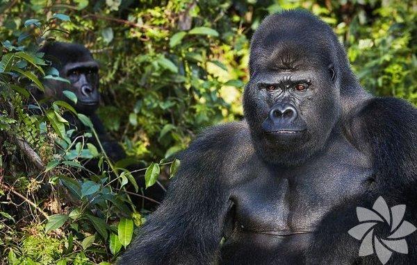 Bat Afrika dzlk gorili