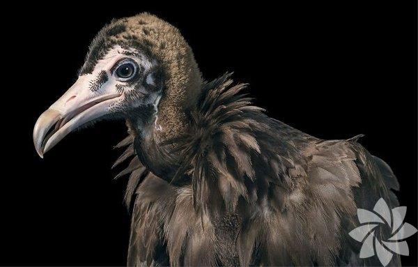Hooded vulture