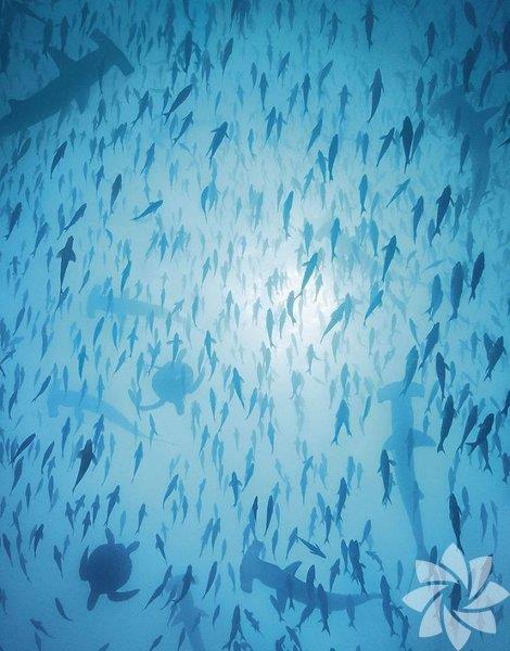 Scalloped hammerhead (Kpekbal tr)