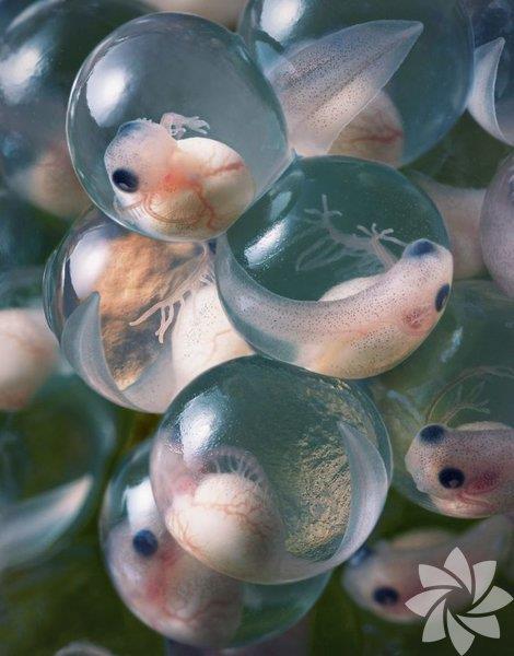 Krmz gzl aa kurbaa yumurtas