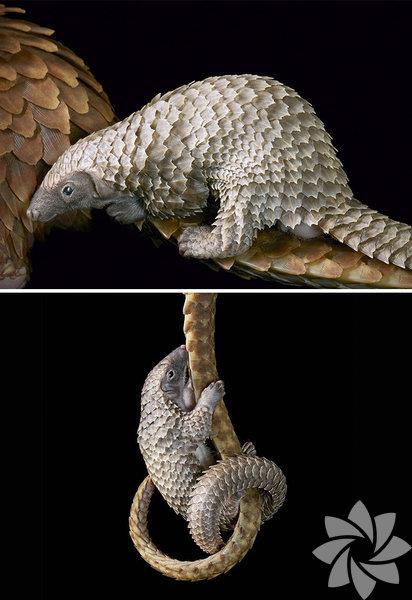 White Bellied Pangolin