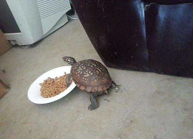 Sust yakalanan sevimli hayvanlar