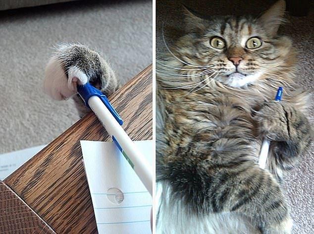 Sust yakalanan sevimli hayvanlar