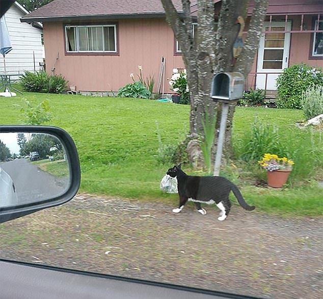 Sust yakalanan sevimli hayvanlar