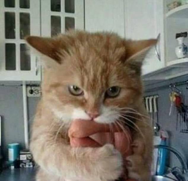 Sust yakalanan sevimli hayvanlar