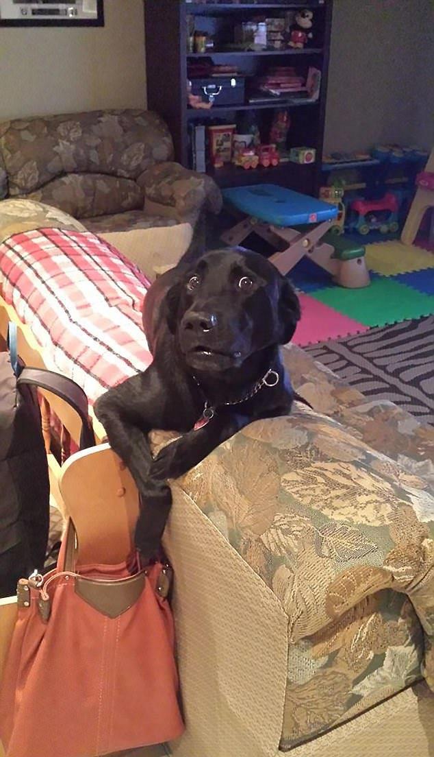 Sust yakalanan sevimli hayvanlar