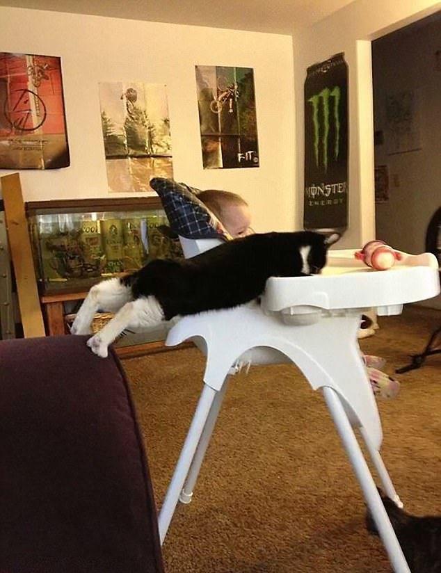 Sust yakalanan sevimli hayvanlar