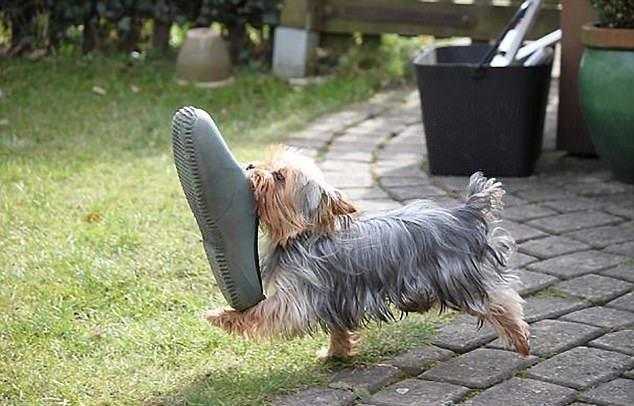 Sust yakalanan sevimli hayvanlar