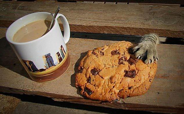 Sust yakalanan sevimli hayvanlar