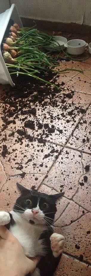 Sust yakalanan sevimli hayvanlar