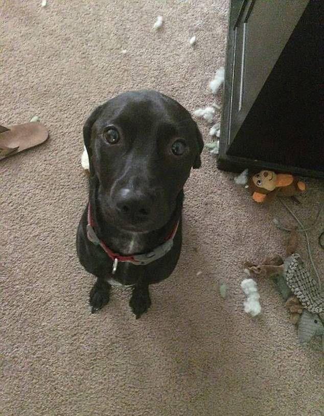 Sust yakalanan sevimli hayvanlar