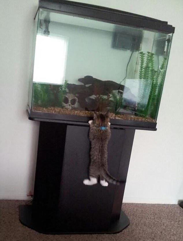 Sust yakalanan sevimli hayvanlar