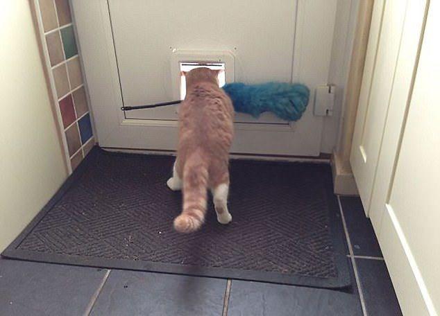 Sust yakalanan sevimli hayvanlar