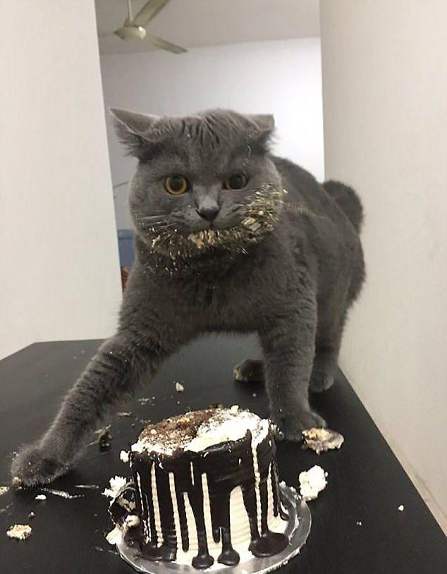 Sust yakalanan sevimli hayvanlar