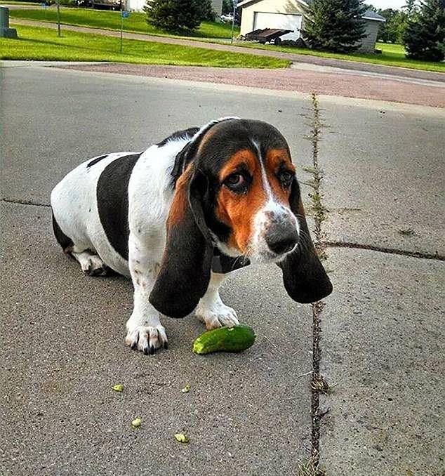 Sust yakalanan sevimli hayvanlar