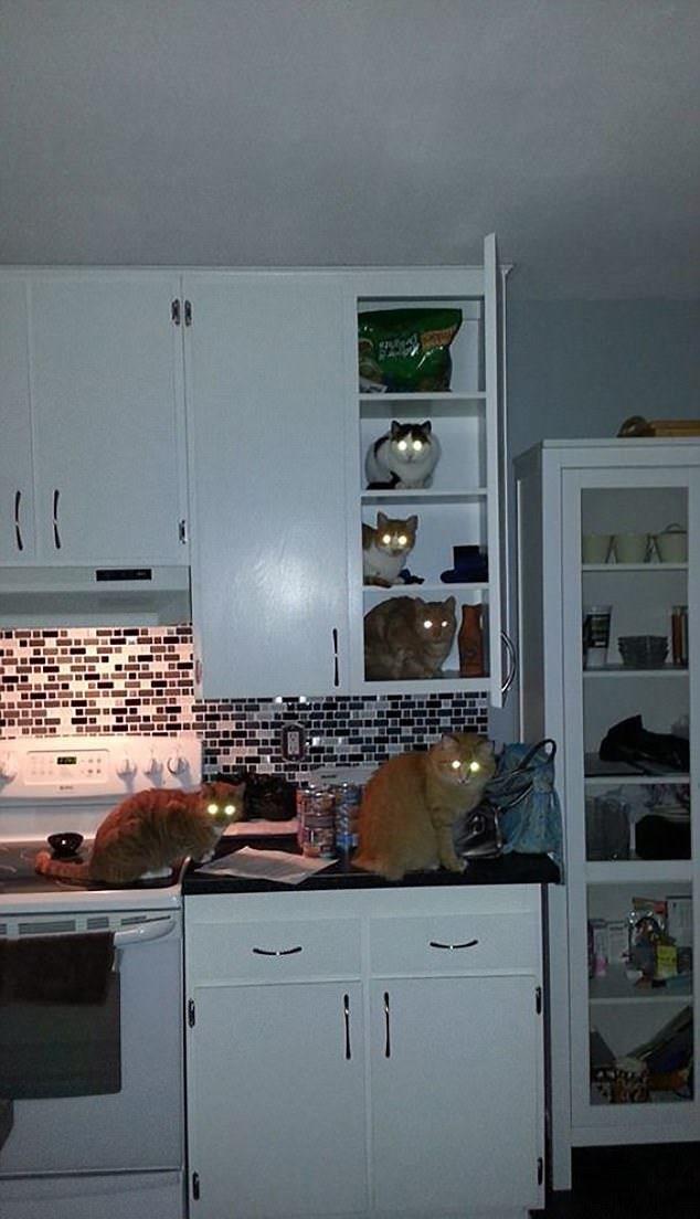 Sust yakalanan sevimli hayvanlar