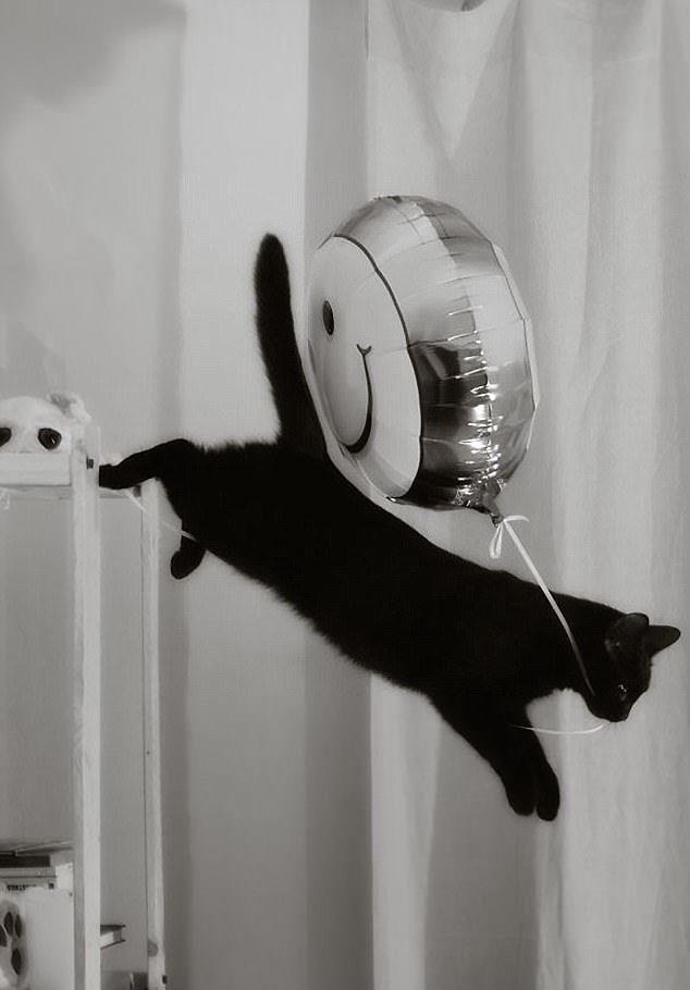 Sust yakalanan sevimli hayvanlar