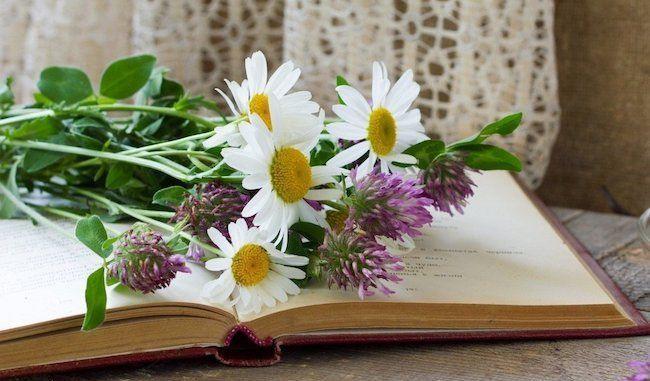 Papatya kokusu  <br>  aynn sakinletirici etkisinin yannda papatya kokusu da insana sakinlik ve huzur verir.