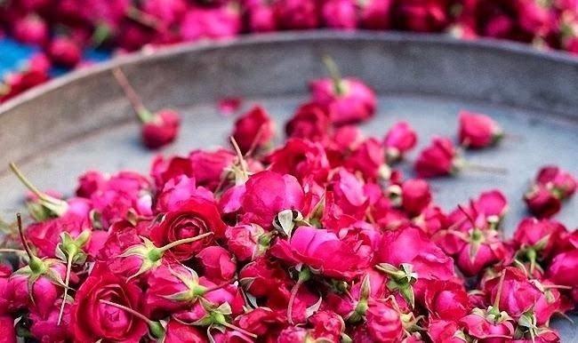 Gl kokusu  <br>  iekler arasnda en gzel kokan bitki gldr. Gl, hem grnts hem de kokusu ile insana huzur verir. Gl kokusu depresyona, fkeye ve yalnzla iyi gelir.