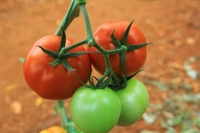 PATLICANGLLER<br>    Bu ismi daha nce duydunuz mu? Patlcangiller derken domates, biber, patlcan gibi yiyeceklerden bahsediyoruz. Bu i sebzeler kas-iskelet sisteminde souklIa neden olabilirler; ayrca eklem enflamasyonu ve migrene de neden olabilirler. Bunun nedeni solanin ad verilen bir toksik bir alkaloittir ve bu madde enflamasyona neden olabilir veya zaten bu tarz bir ikayeti olan kiinin durumunu ktletirebilir. Bu durumda tketebileceiniz en salkl sebze havutur.