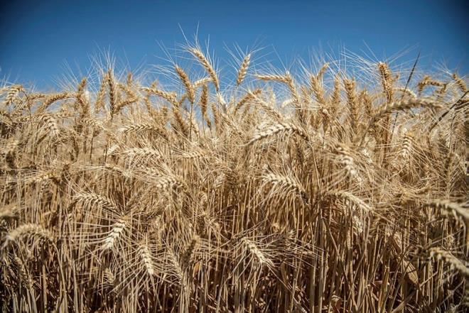 BUDAY  <br>  Yaplan almalar buday ve dier tahllarn ierdii glutenin, artriti olan kiilerde eklem ars ve enflamasyona neden olduunu gstermektedir. Beslenme dzeninizden gluteni kartmak biraz rahatlamanza yardmc olacaktr. Gluten tketmeyi braktktan sonra bir deiiklik grmediklerini syleyen baz kiiler olsa da, pek ok kii gluteni tamamen hayatlarndan karttktan sonra yaam kalitelerinde ciddi bir art olduunu belirtmektedir.