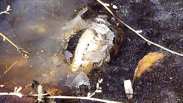 BURUNLARIYLA OKSJEN ALMAYA DEVAM EDYORLAR    Bilim adamlar, timsahlarn donmaya balayan nehri hissettiini ve burunlarn dar kararak oksijen almaya devam ettiklerini belirtiyor.