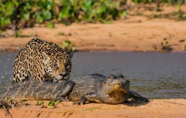 JAGUAR AV OLARAK TMSAHI SENCE!    Gney Afrika'da ekilen bu kareler doann ne kadar vahi olduunu gsteriyor.