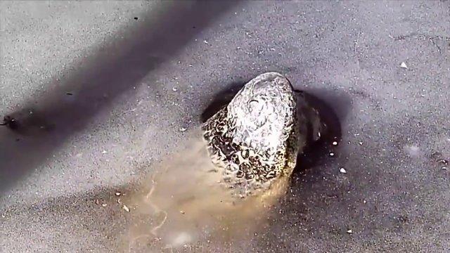 Yava yava donan nehirde de tekrara eskisi gibi yzmeye balyorlar.