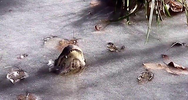 VCUT ISILARINI DRRLER    Bilindii zere timsahlar, donan nehre ok kolay uyum salayamasalar da lmezler. Bunun nedeni nehir ssna adapte olarak vcut slarn drrler.