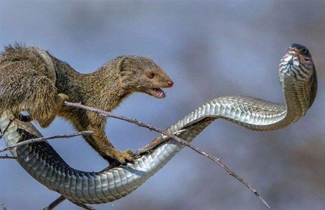 Firavun faresi ve ylann inanlmaz mcadelesi fotoraflarn objektifine ite byle yansd..