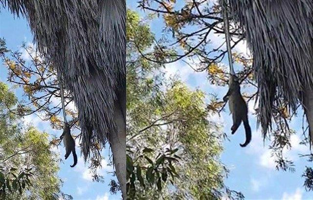 DEV PTON AVINI BYLE YAKALADI!    3 metrelik bir piton palmiye aacnda yakalad keseli san yukar ekmeye alrken byle grntlendi.