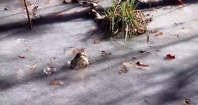 ABD'yi etkisi altna alan kar yalar doal yaam da olduka etkiliyor. ABD'nin Kuzey Carolina eyaletinde bir nehirde timsahlarn hayatta kal anlar grntlendi.