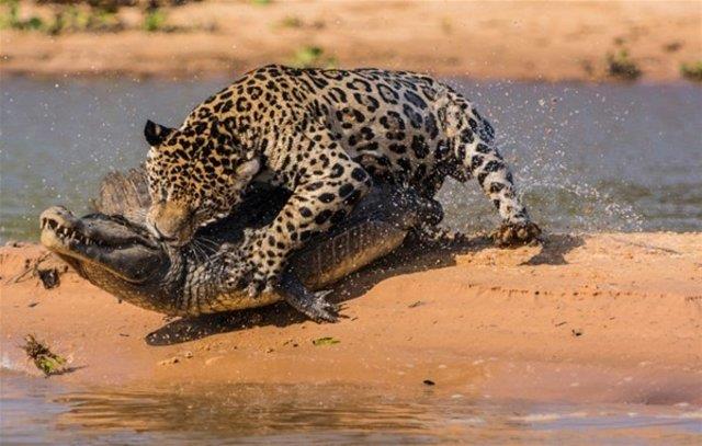 Timsah olacaklardan habersizken jaguar bir anda saldryor.