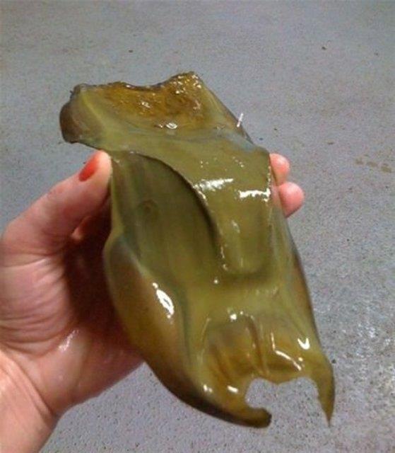 Kpek balklar  farkl ekilde rer. Bazlar dier balklarda olduu gibi dllenmi yumurtay darya brakrlar (ovipar), bazlar yavrularn vcut iinde tar ve bizdeki gbek bana benzeyen bir organ araclyla besler (vivipar), bazlarysa dllenmi olan yumurtay vcut iinde tutar ama herhangi bir ekilde yavruyu beslemez ve geliimini tamamlaynca darya brakr (ovovivipar).