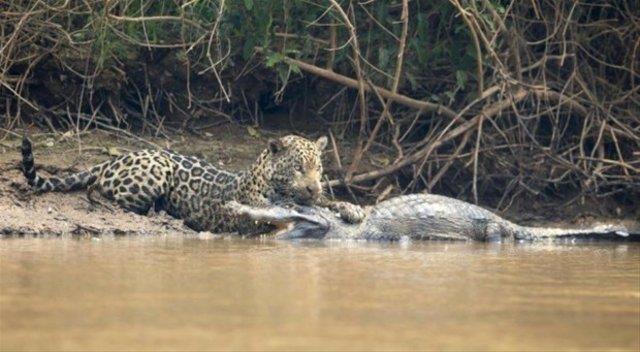 TMSAHIN ZOR ANLARI! AVCIYKEN AV OLDU    Bir jaguar, nehir kenarnda avlanmak iin sinsice bekleyen timsah tek hamlede yakalyor.