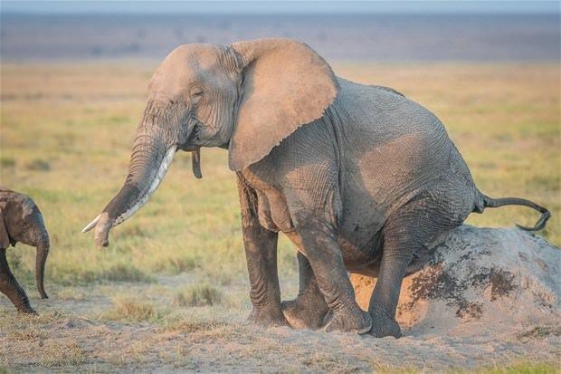 Hayvanlar dnyasnda yaanan ilgin anlardan birisi bu defa Kenya'da gerekleti.