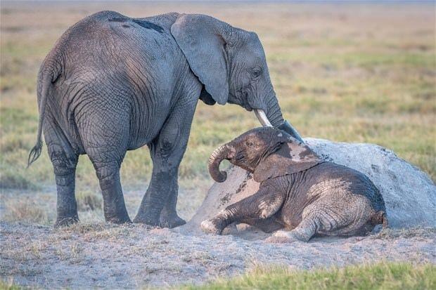 Hayvanlar dnyasnda yaanan ilgin anlardan birisi bu defa Kenya'da gerekleti.