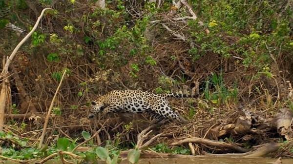 Bir leoparn 3 metrelik bir timsah avlad grntler oka uratt.